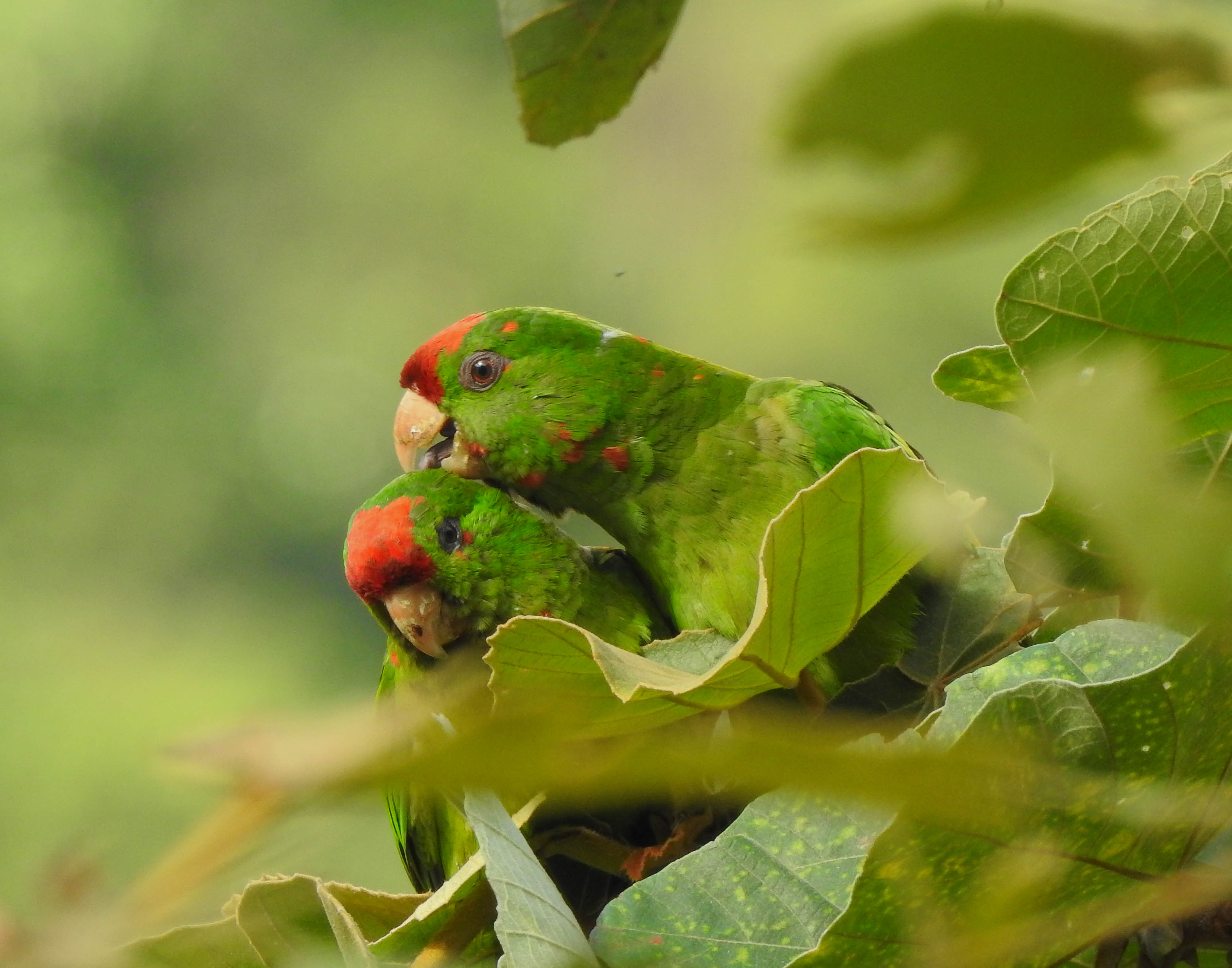 Perico frentirrojo-Psittacara wagleri