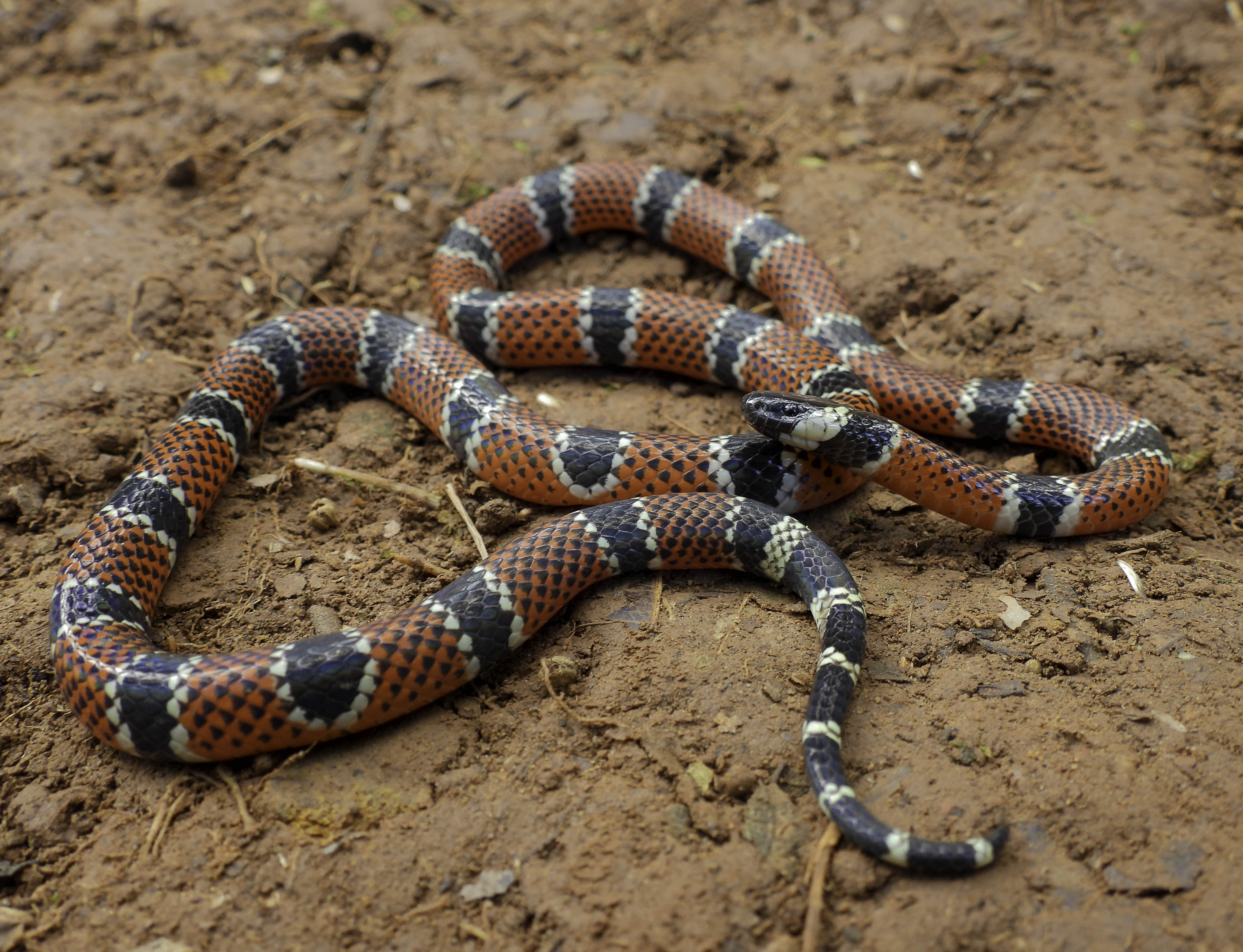 Coral-Micrurus dumerilii