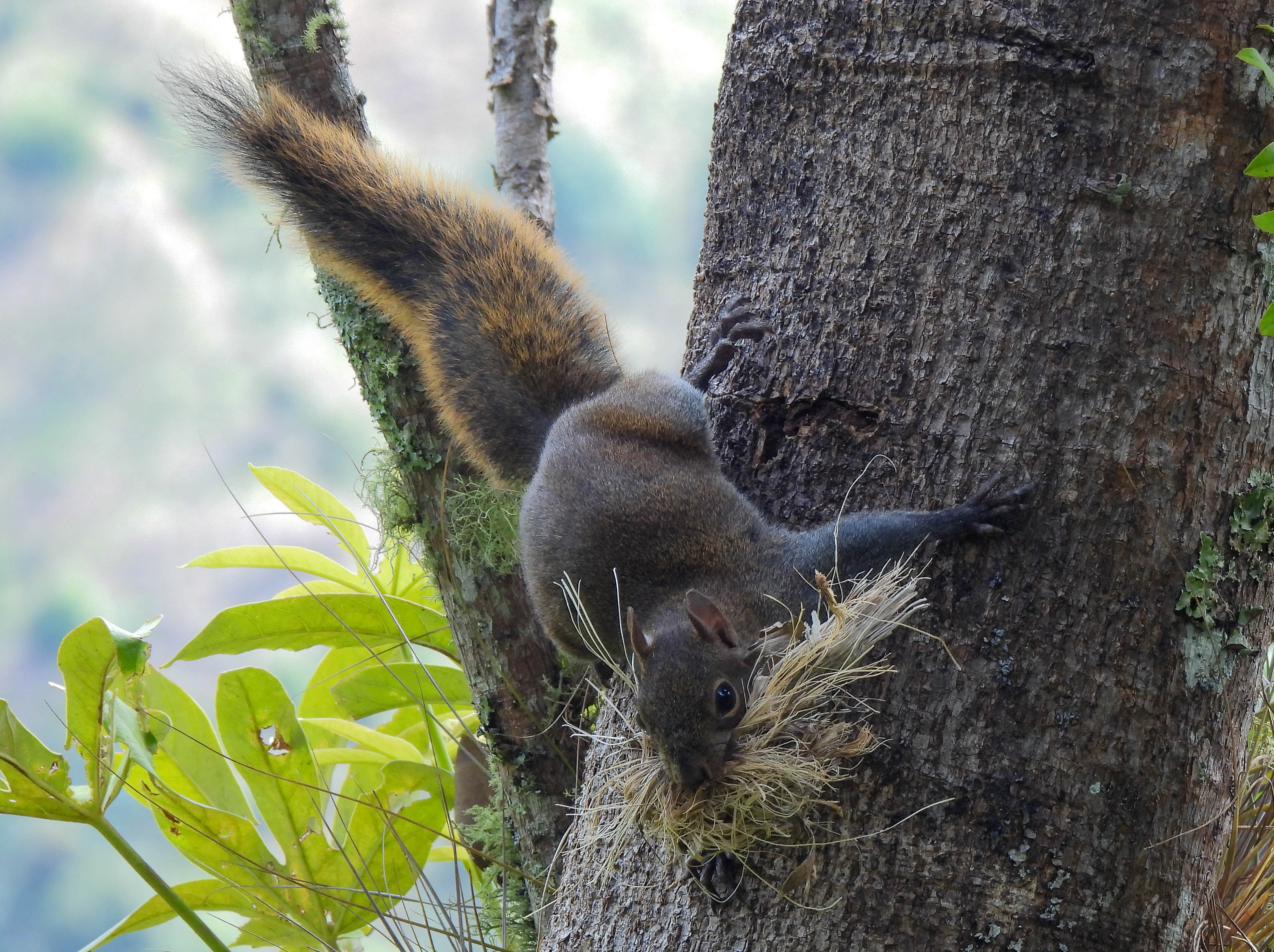 Ardilla de cola roja-Syntheosciurus granatensis