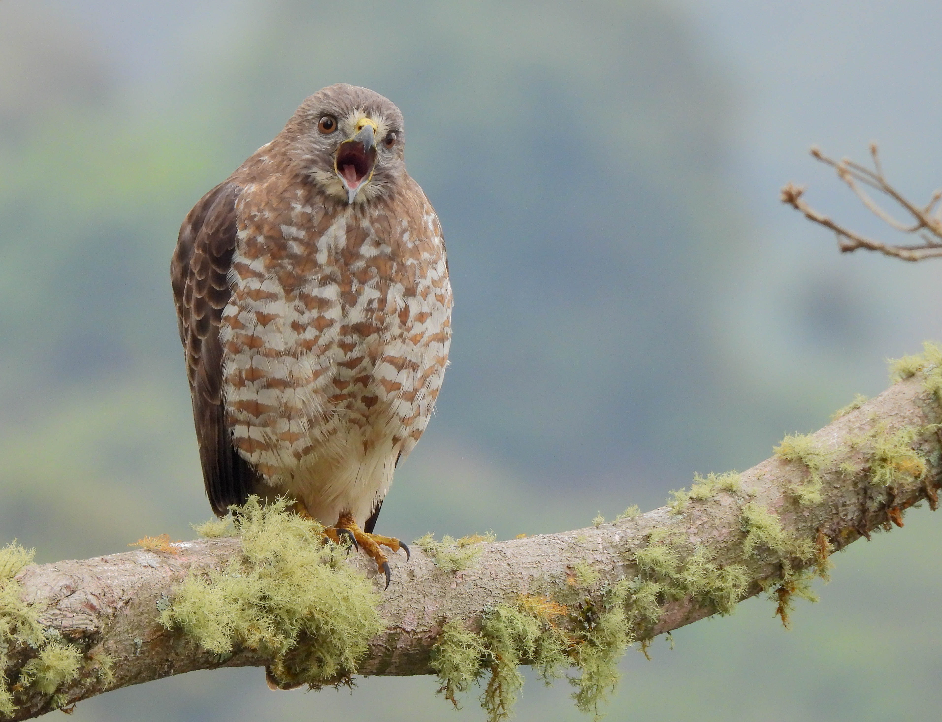 Chifín-Buteo platypterus