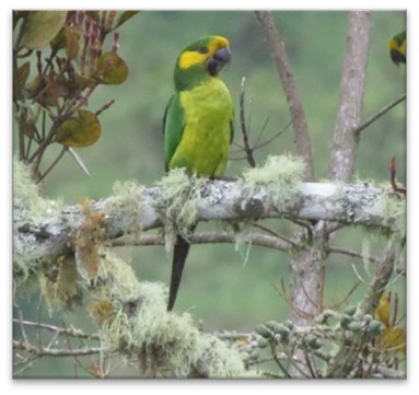 Loro orejiamarillo