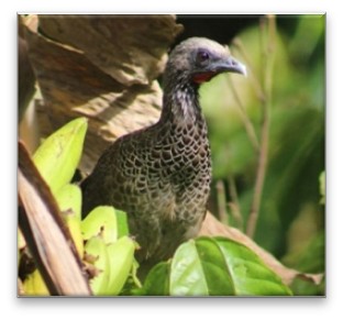 Guacharaca colombiana