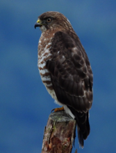 Aguila aliancha