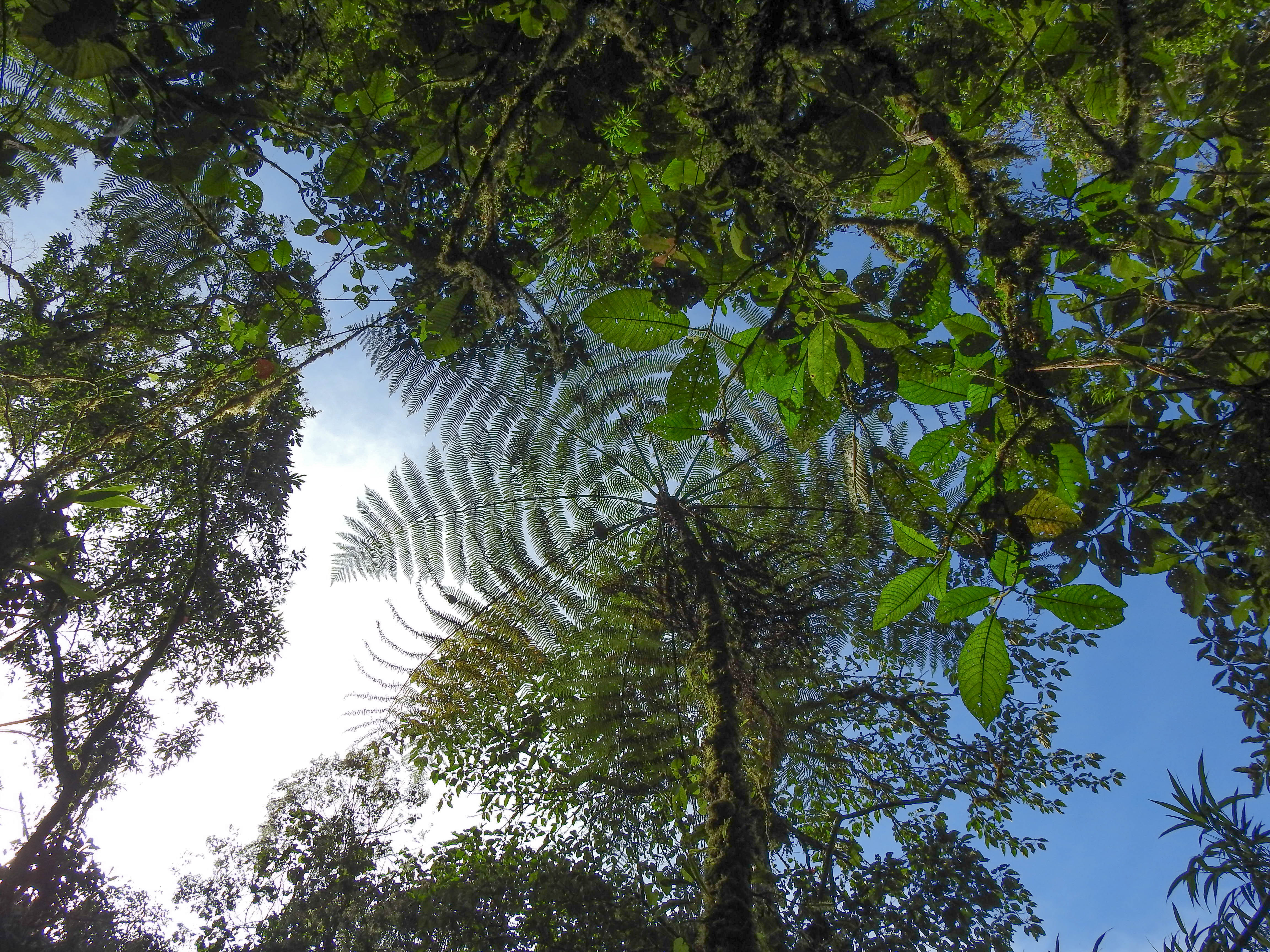 Helecho arboreo- Cyathea sp