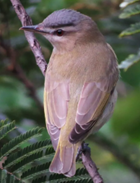 Vireo de ojo rojo