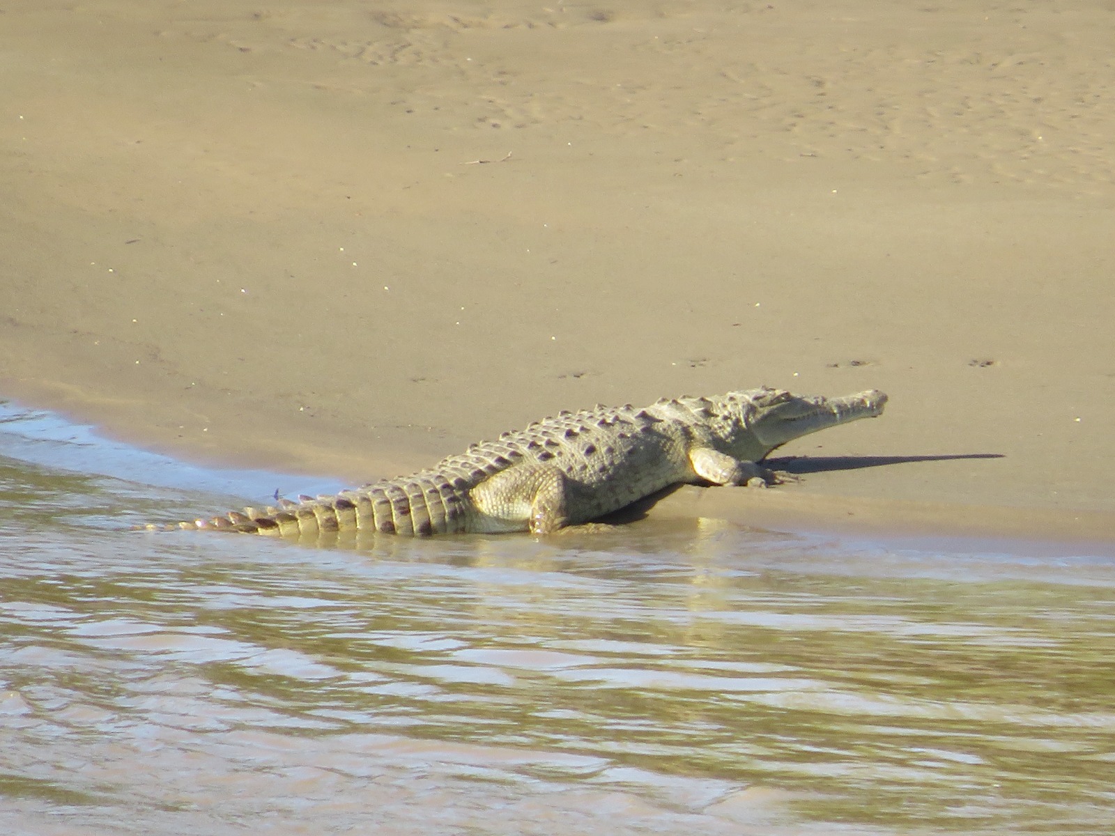 Avistamiento Caiman Magdalena