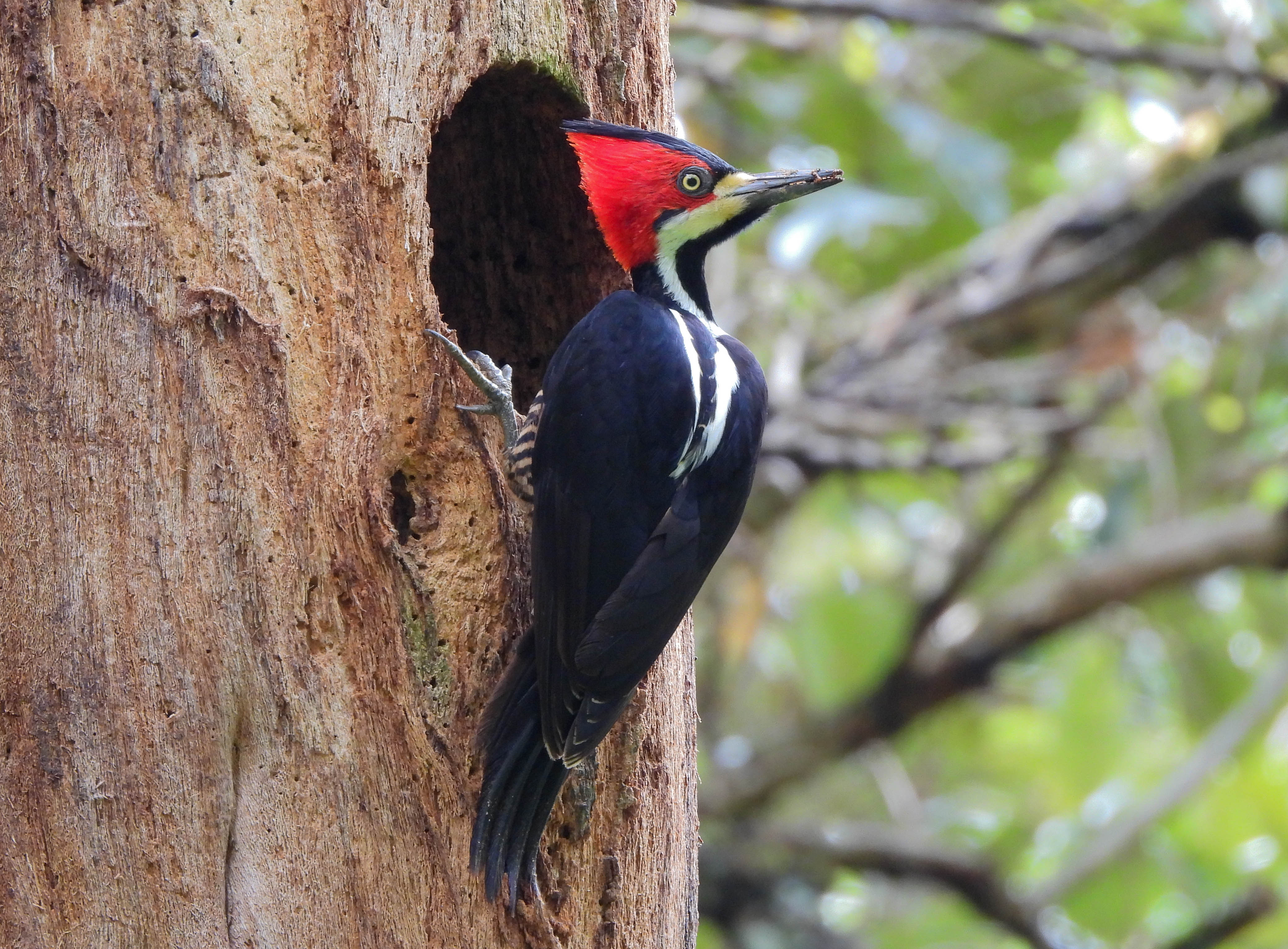 Carpintero rel - Campephilus melanoleucos
