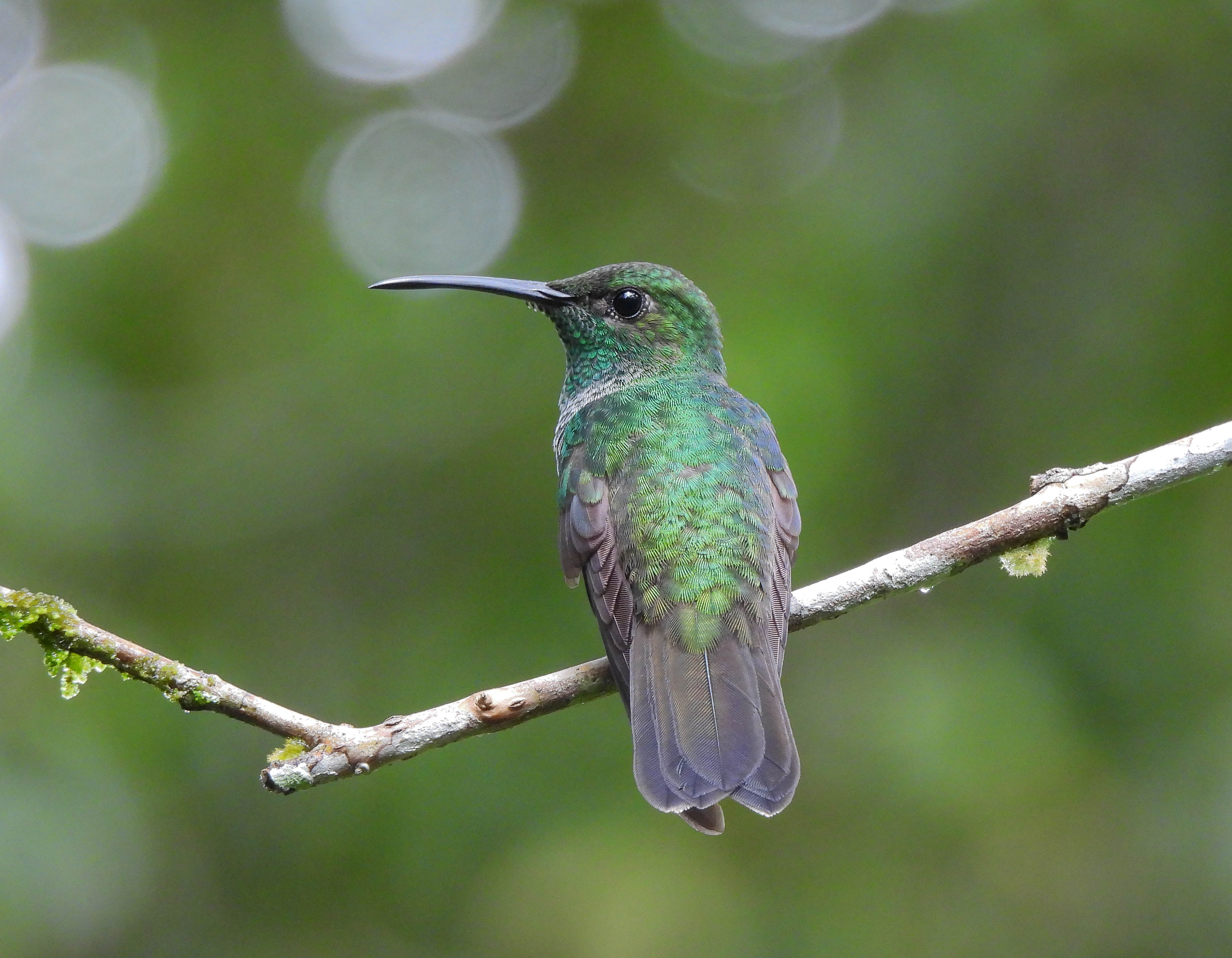 Colibrí de buffon-Chalybura bufoni