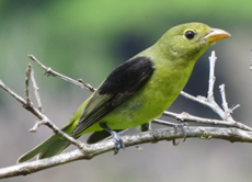 tangara rojinegra