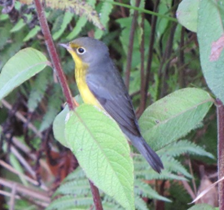 Reinita canadiense