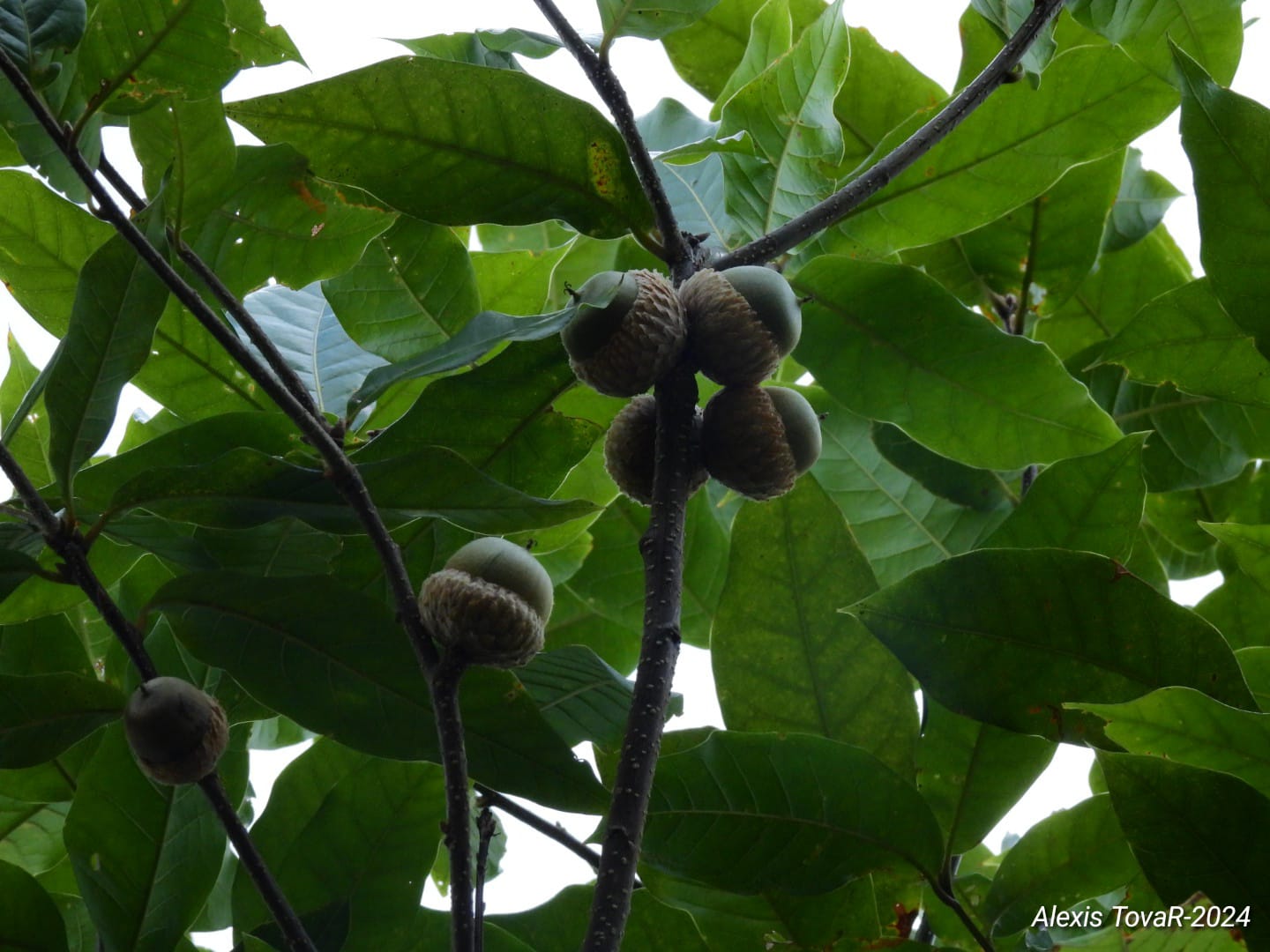 Roble (Quercus humboldtii)