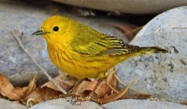 Reinita de manglar