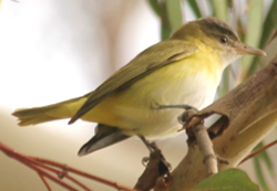 Vireo verdiamarillo