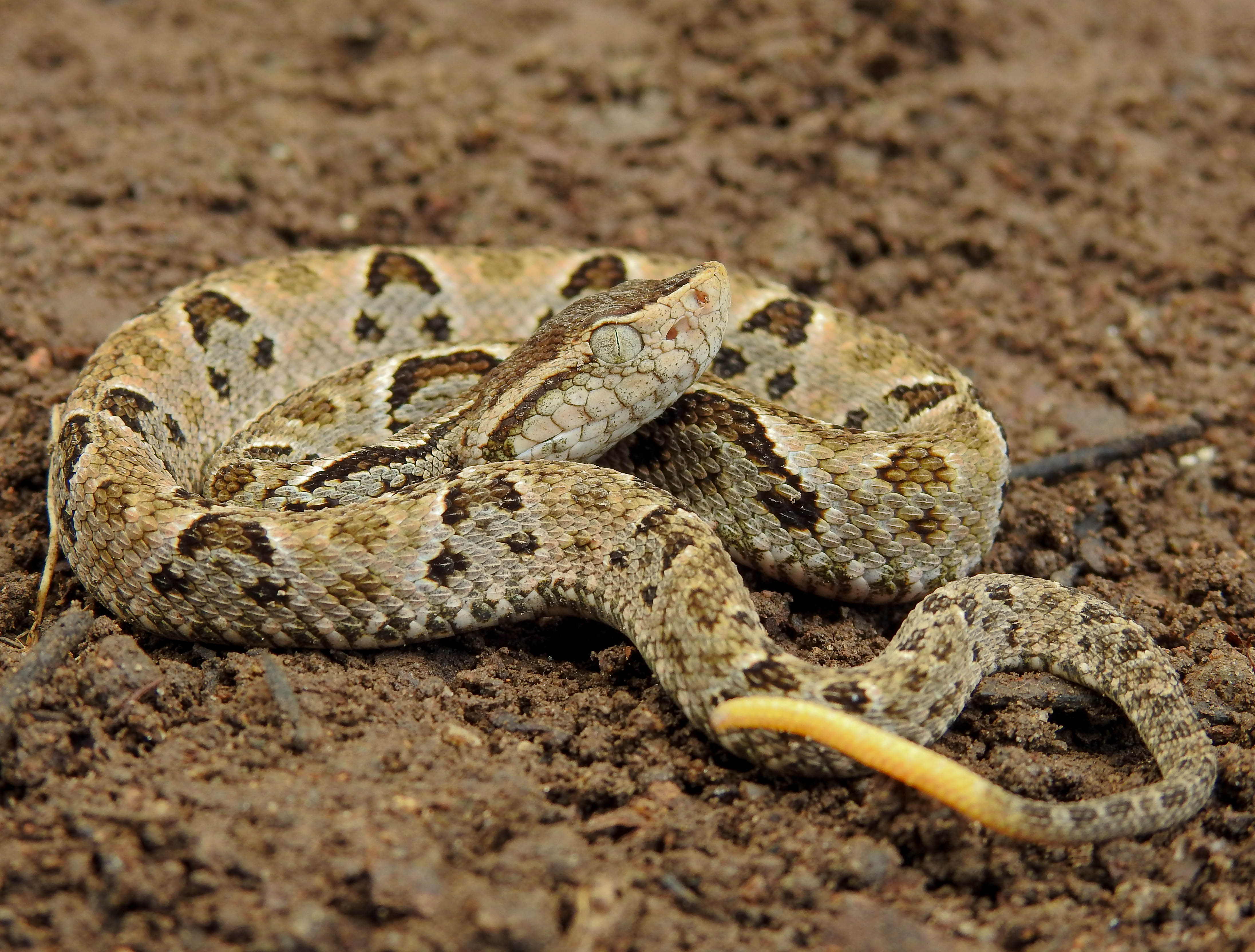 Talla x-Bothrops asper
