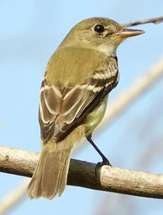 Atrapamoscas alisero