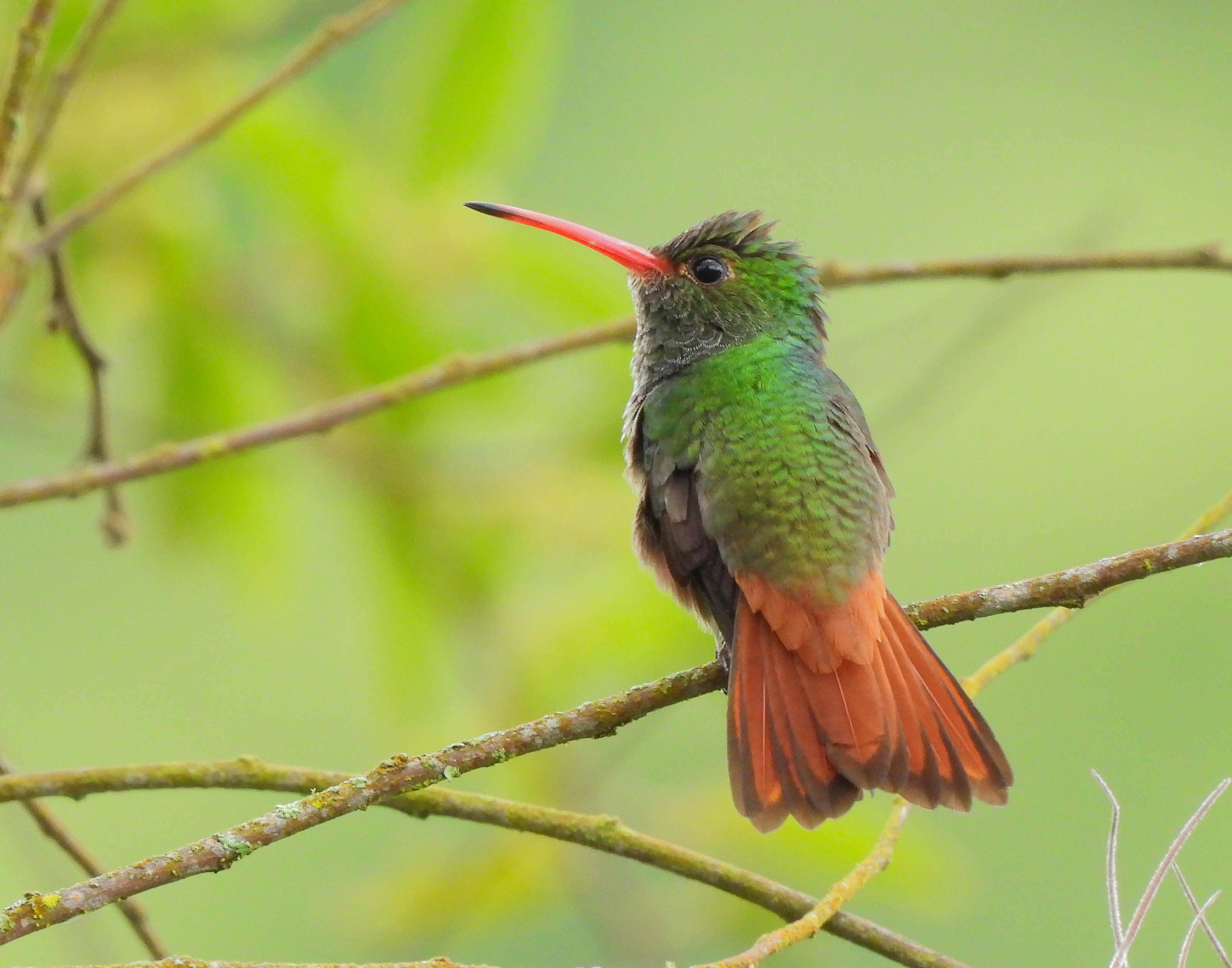 Colibrí colirrufo - Amazilia tzacatl