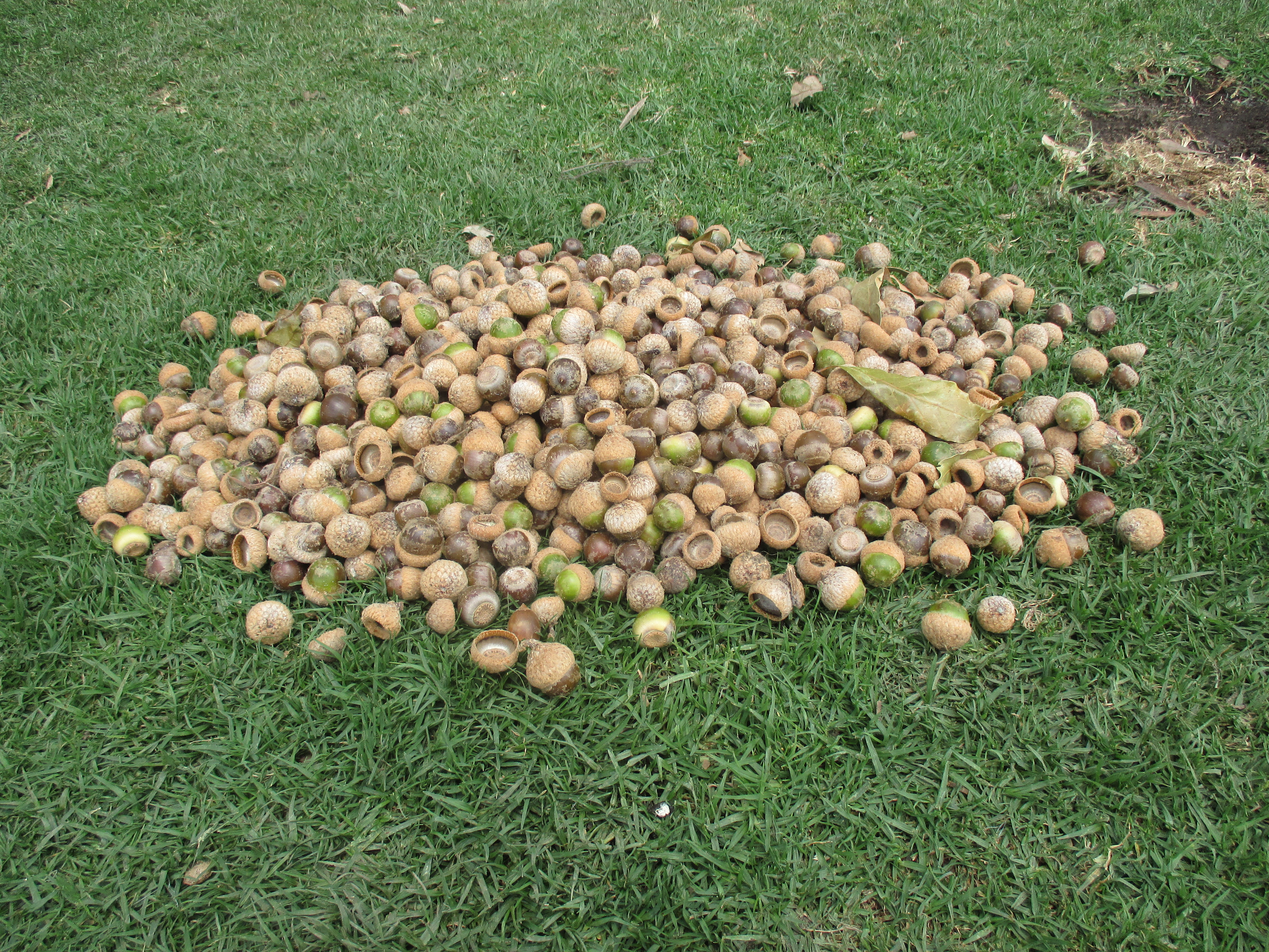 Semillas de Roble (Quercus humboldtii)