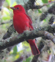 Tangara roja
