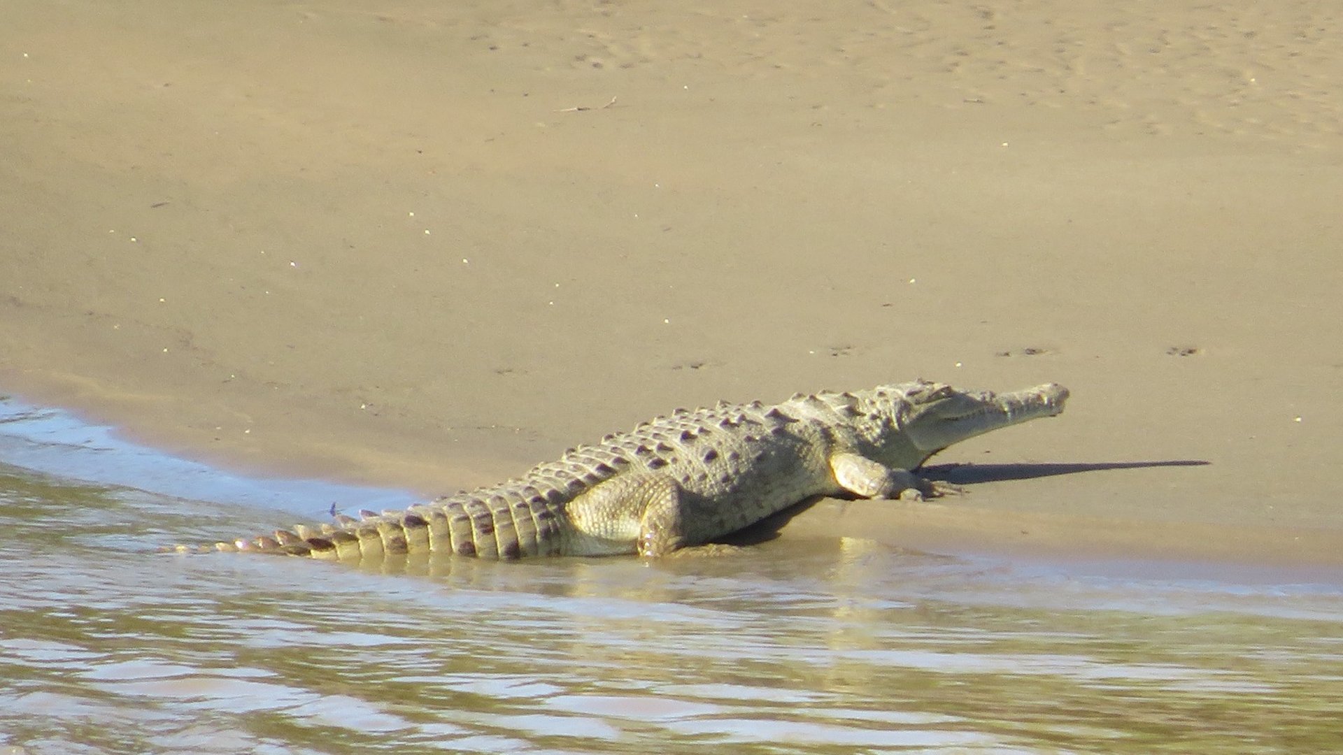 Avistamiento Caiman Magdalena